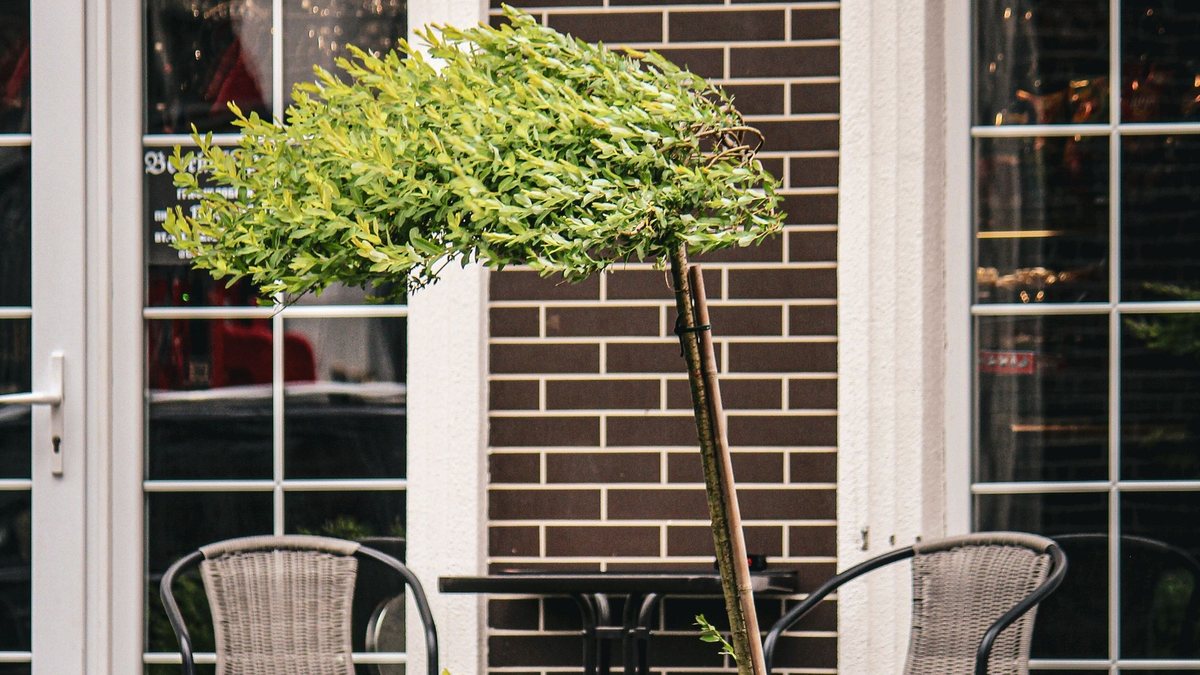 Two wicker chairs and a small table outside a care home entrance, with a clipped bay tree in front of the door.
